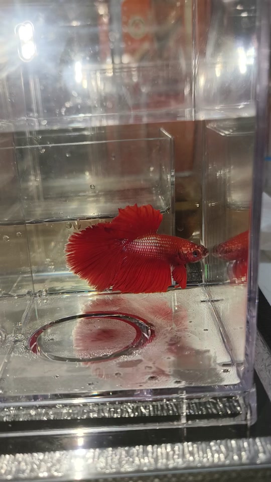 0934229155754fa6b154ef214212952a_1701713599?from=876277922&x-expires=2017562400&x-signature=E8du8%2Fcl7Le3nuBYoEfE5fG2jHM%3D