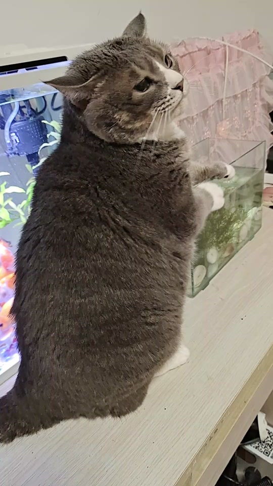 0a0fad92cdaf49a59704b33179f86e3c_1699354158?from=876277922&x-expires=2015676000&x-signature=jOoAqdCTAMqhiaK6enP1mCqtovo%3D