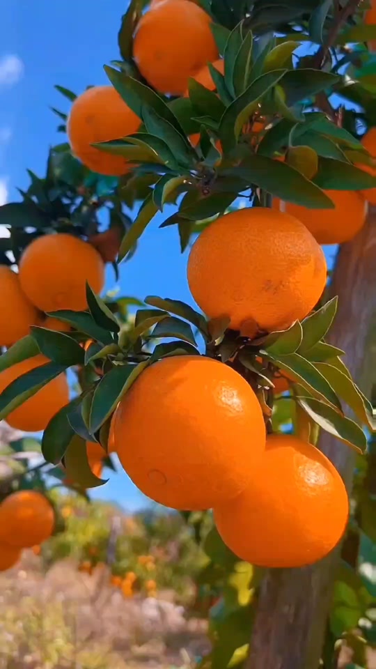 5039f4145169428c94a594c575e88a62_1699528200?from=876277922&x-expires=2015658000&x-signature=lY9UrJlyfV%2FjW9CDS5T%2FizRQIik%3D