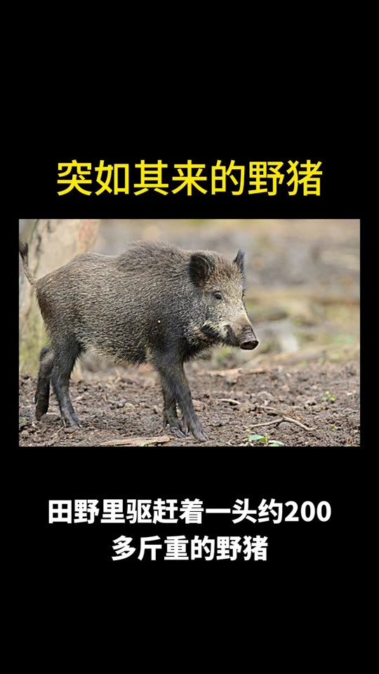 oMlyrBzqIABhWFMutAAgA3xfOLZbwgUW4X9eCa?from=876277922&x-expires=2017429200&x-signature=NRfqgcfJzx2zcCovwZpeARGmk6w%3D