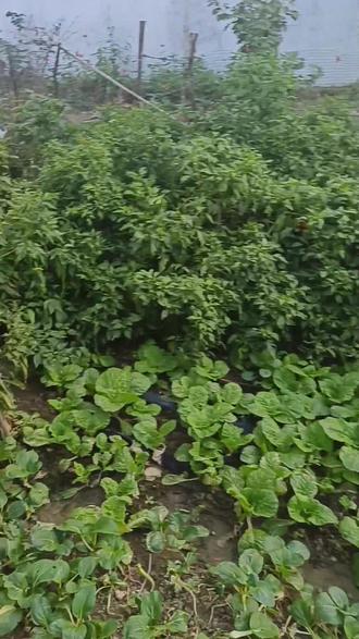 灯笼鱼真实的长相 4c6f5cb254794e0bac12d19f6ba9cc37_1696120171~tplv-dy-resize-origshort-autoq-75:330.jpeg?biz_tag=pcweb_cover&from=3213915784&s=PackSourceEnum_AWEME_DETAIL&sc=cover&se=false&x-expires=2011561200&x-signature=QxZmFIHhhL9wr8gpaOmLVE%2F7q9k%3D