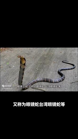 鲸鱼视频大全海洋动物 97a944c0ff1d49588d25d881cb5943fe_1693359272~tplv-dy-resize-origshort-autoq-75:330.jpeg?biz_tag=pcweb_cover&from=3213915784&s=PackSourceEnum_AWEME_DETAIL&sc=cover&se=false&x-expires=2008771200&x-signature=KV31iu9FecJVtsM7y0yslmdY6%2FA%3D