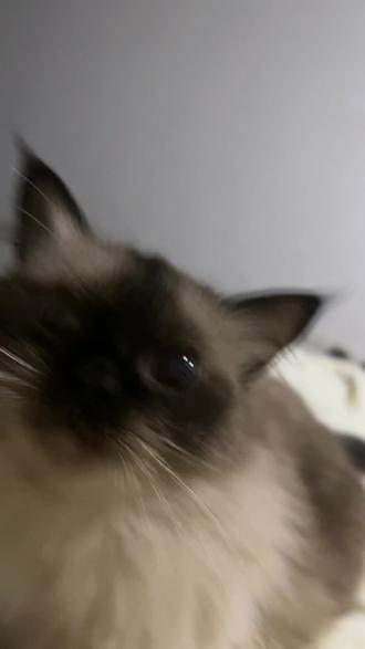 小蓝鸟在哪弄 e319db72d2b04a3bb72261b7f4f7c0db_1693980906~tplv-dy-resize-origshort-autoq-75:330.jpeg?biz_tag=pcweb_cover&from=3213915784&s=PackSourceEnum_AWEME_DETAIL&sc=cover&se=false&x-expires=2009354400&x-signature=BlfjCRvlMOSLQZ98Am%2BRRv6ZWgQ%3D