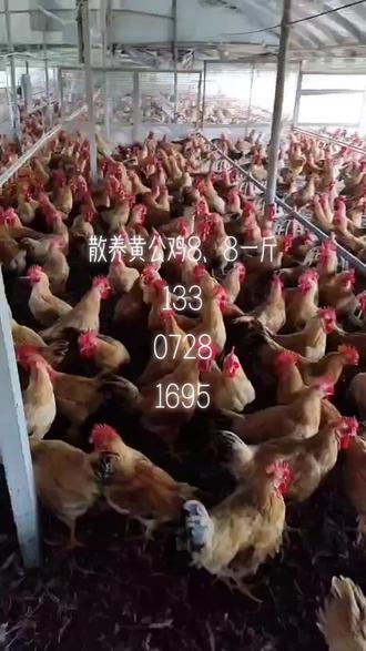 今日新闻最新事件广西 o8elU87KPAh0BReBDUVUg7pCGwebQc3VBDEAIn~tplv-dy-resize-origshort-autoq-75:330.jpeg?biz_tag=pcweb_cover&from=3213915784&s=PackSourceEnum_AWEME_DETAIL&sc=cover&se=false&x-expires=2012346000&x-signature=6ZVgwIkEGRZCvpPlbhn3MWsNiaA%3D