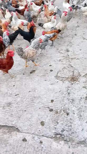 灯笼手工制作教程一等奖 oAgFFD2clACR3mcfAnBew8BE8D4INQb9gAJAmK~tplv-dy-resize-origshort-autoq-75:330.jpeg?biz_tag=pcweb_cover&from=3213915784&s=PackSourceEnum_AWEME_DETAIL&sc=cover&se=false&x-expires=2011129200&x-signature=r%2BUSvtqyWdRuZ%2FSbopzS51680pU%3D