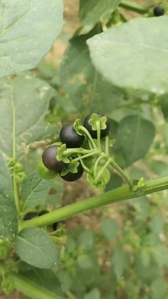 灯笼制作手工中秋简单的 oM5TC0gIh6zAENIf6yBD0lseAupA9AAiEiDNNO~tplv-dy-resize-origshort-autoq-75:330.jpeg?biz_tag=pcweb_cover&from=3213915784&s=PackSourceEnum_AWEME_DETAIL&sc=cover&se=false&x-expires=2011147200&x-signature=zDnab1z4h0M6Fq%2FTp4PvzZJnYLk%3D