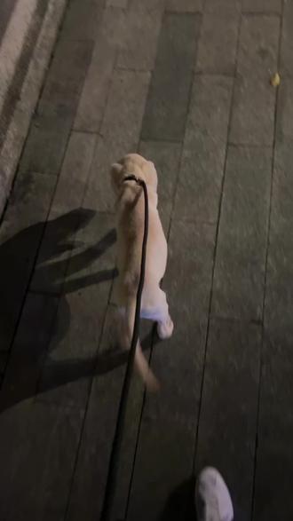 好用的平板电脑推荐办公 oQpFafVAhIIEgbl3VqNJxghAe9F4yzCBAABOBP~tplv-dy-resize-origshort-autoq-75:330.jpeg?biz_tag=pcweb_cover&from=3213915784&s=PackSourceEnum_AWEME_DETAIL&sc=cover&se=false&x-expires=2012695200&x-signature=2lxhK6%2FNU2lTasYV6yty%2FXjmWJY%3D