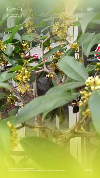 灯笼手工制作视频大全 oUIMbApx2CA8EDIlEGebABgP2bcAxfED96nLAr~tplv-dy-resize-origshort-autoq-75:330.jpeg?biz_tag=pcweb_cover&from=3213915784&s=PackSourceEnum_AWEME_DETAIL&sc=cover&se=false&x-expires=2011701600&x-signature=e9qk8mBrYTM18%2BWCReuuhFyRE%2Fw%3D