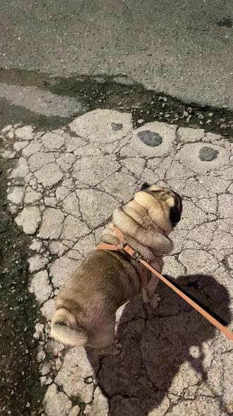 灯笼鱼图片彩色 oYAiaegID6nAID0eqsBIYlpOQu6A9ACHEMBzbn~tplv-dy-resize-origshort-autoq-75:330.jpeg?biz_tag=pcweb_cover&from=3213915784&s=PackSourceEnum_AWEME_DETAIL&sc=cover&se=false&x-expires=2012202000&x-signature=L4lW1jx7Hbyz1jGq1RN9ExDiD9s%3D