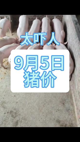 国内市场大蒜价格 owbq0bWAABBD7ngefQnFNkIC9EpQj991P8tATy~tplv-dy-resize-origshort-autoq-75:330.jpeg?biz_tag=pcweb_cover&from=3213915784&s=PackSourceEnum_AWEME_DETAIL&sc=cover&se=false&x-expires=2009160000&x-signature=BeVI9ytiR7kY7tMnl8TJGnDWsr8%3D