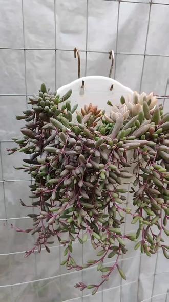 灯笼手工制作大全图解 owpi1B7ZyoAyj7aOBNfhgWzlAhAec6PIELNkN0~tplv-dy-resize-origshort-autoq-75:330.jpeg?biz_tag=pcweb_cover&from=3213915784&s=PackSourceEnum_AWEME_DETAIL&sc=cover&se=false&x-expires=2010956400&x-signature=OWOjCTnWmkeqTR1VUYC9o%2FHZepE%3D