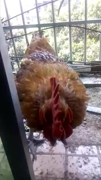 苹果新品发布会iphone 15值得买 ocAemnMbplDyACAkBBno8ReCDHGKgAYEaCJ6IB~tplv-dy-resize-origshort-autoq-75:330.jpeg?biz_tag=pcweb_cover&from=3213915784&s=PackSourceEnum_AWEME_DETAIL&sc=cover&se=false&x-expires=2012504400&x-signature=%2Bwx6zKHFp7dccwf5tOUOgE%2BWP%2Bw%3D