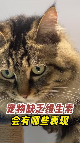 好养的平价猫咪 osQjf5QM3E1JCePeg2lhtIMAHpvDIPMGCwfMm9~tplv-dy-resize-origshort-autoq-75:330.jpeg?biz_tag=pcweb_cover&from=3213915784&s=PackSourceEnum_AWEME_DETAIL&sc=cover&se=false&x-expires=2006564400&x-signature=w%2BroXCyEnQKMzcRTLpGUKGgLOus%3D