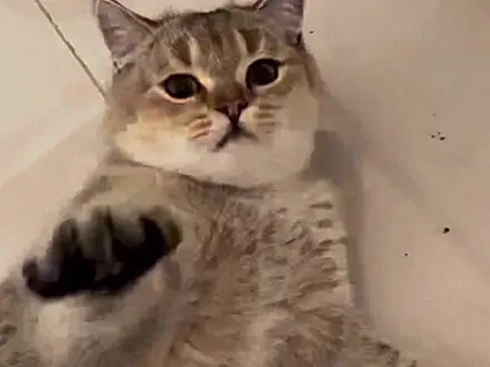 如何用正确的方式和小猫咪打架 铲屎官的乐趣 猫咪的迷惑行为 喵星 抖音