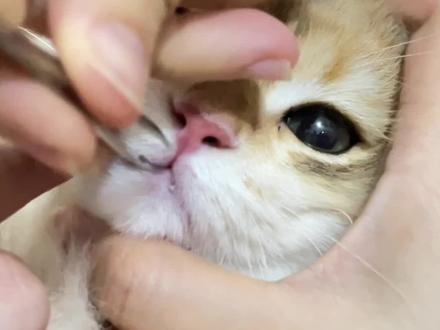 蜜蜂蛰了怎么办婴儿 0301e52a0b0d4f34abb7dbc2cd33b7b3~tplv-dy-resize-origshort-autoq-75:330.jpeg?x-expires=2015042400&x-signature=gtmZxDOFZThfegdbVLsQgVBpjPA%3D&from=3213915784&s=PackSourceEnum_AWEME_DETAIL&se=false&sc=cover&biz_tag=pcweb_cover&l=20231111141352092F7EFFB706D56716D2