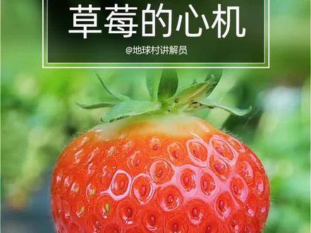 草莓是什么科植物 046e17281bc52ffd986b088a5c907ea4~tplv-dy-resize-origshort-autoq-75:330.jpeg?x-expires=2016554400&x-signature=3Zfm74b8snDt%2B3Ty0w3OD2xdp7A%3D&from=3213915784&s=PackSourceEnum_AWEME_DETAIL&se=false&sc=cover&biz_tag=pcweb_cover&l=202311290203423052A615F133D73C36E1