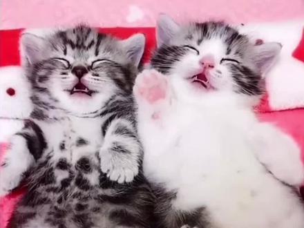 小猫可爱小视频 05dfbbd6b9a1df0f9fd87ef1f3f2a1d7~tplv-dy-resize-origshort-autoq-75:330.jpeg?x-expires=1988226000&x-signature=%2Fm5YAyhtgE960qwetHK3HNwpTak%3D&from=3213915784&s=PackSourceEnum_AWEME_DETAIL&se=false&sc=cover&biz_tag=pcweb_cover&l=021672869313082fdbddc0100ff2f010a70912f00001260e204cf