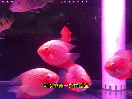 灯笼鱼视频观赏 0dd44a73f5423664eff79fca9a43a9c4~tplv-dy-resize-origshort-autoq-75:330.jpeg?x-expires=1986134400&x-signature=J5otLsw909L%2Fr4q%2Bnp%2BdEIRwRDU%3D&from=3213915784&s=PackSourceEnum_AWEME_DETAIL&se=false&sc=cover&biz_tag=pcweb_cover&l=021670777215065fdbddc01000100979c41b616600000080b9f3a