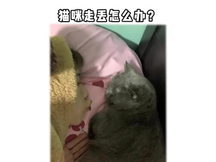 猫咪走丢了怎么办 科学养宠攻略 养猫新手 猫知识 抖音