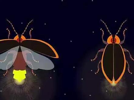 萤火虫为什么发光50字 1286b87f200f1eea55521eb4eb51c244~tplv-dy-resize-origshort-autoq-75:330.jpeg?x-expires=2000232000&x-signature=tUqU2bBIYs46Hrr1POPM2kMv3XI%3D&from=3213915784&s=PackSourceEnum_AWEME_DETAIL&se=false&sc=cover&biz_tag=pcweb_cover&l=20230524041623F18F7CFF0BAD06308BE1