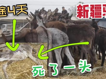 9月6日新疆棉副报价#三农#棉花#新疆#饲料#牛羊养殖