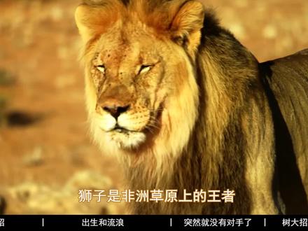 雄狮狮王系列第14集