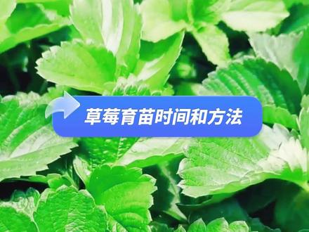 草莓是什么时候种的呢 22fbff8eb86090f30be3b7c102525480~tplv-dy-resize-origshort-autoq-75:330.jpeg?x-expires=1993093200&x-signature=N8ogWclDIhfGR2wsLdS5eVHiKlQ%3D&from=3213915784&s=PackSourceEnum_AWEME_DETAIL&se=false&sc=cover&biz_tag=pcweb_cover&l=202303021323452F95B80AA009B451E870