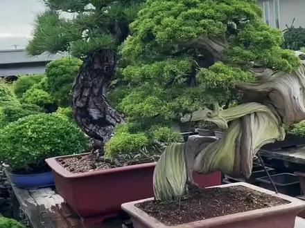 超ポイント祭?期間限定】 神舞園/五葉松/小品 - poumonquebec.ca