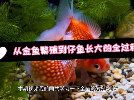 金鱼繁殖到仔鱼长大的全过程 抖音 金鱼繁殖到仔鱼长大的全过程 抖音