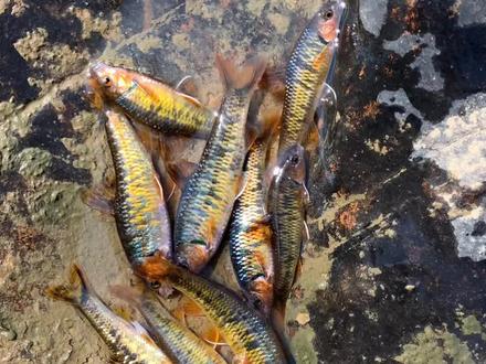 灯笼鱼视频观赏 727fc4e1ba930020b319c7729f4526c7~tplv-dy-resize-origshort-autoq-75:330.jpeg?x-expires=2001157200&x-signature=LYrF1WYUqQSLfW0qJfyrNFJ510U%3D&from=3213915784&s=PackSourceEnum_AWEME_DETAIL&se=false&sc=cover&biz_tag=pcweb_cover&l=2023060321275424B3A1F2D26D847E04B7