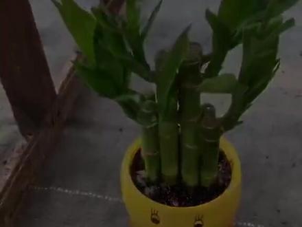 火龙果种植方法和时间 75b8be989e855daa0b37334be870de46~tplv-dy-resize-origshort-autoq-75:330.jpeg?x-expires=1992938400&x-signature=dbLG06RDn4pVOzD6KNji5nz7Szk%3D&from=3213915784&s=PackSourceEnum_AWEME_DETAIL&se=false&sc=cover&biz_tag=pcweb_cover&l=2023022818520658ABE0CA14367F05944B