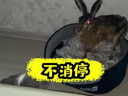 激素是什么味道 7673e679a426cfe2fa85c2f0044146a8~tplv-dy-resize-origshort-autoq-75:330.jpeg?x-expires=1997917200&x-signature=CFlmrVjDT5wRtfzIpDCM2YAViCY%3D&from=3213915784&s=PackSourceEnum_AWEME_DETAIL&se=false&sc=cover&biz_tag=pcweb_cover&l=021682558752604fdbddc010017003997456ac2e0000031bad6ca