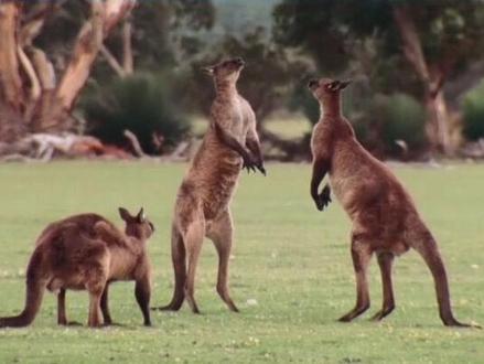 鲸鱼种类 大全 7eee1a8b8795c872ffa4378f0be76ed3~tplv-dy-resize-origshort-autoq-75:330.jpeg?x-expires=2005646400&x-signature=phxbiIYxddbH48n55VfeHt%2BePXI%3D&from=3213915784&s=PackSourceEnum_AWEME_DETAIL&se=false&sc=cover&biz_tag=pcweb_cover&l=20230725201429A912BFC90CEC1C0B6FBD