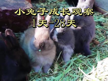 小兔子成长过程图可打印-抖音