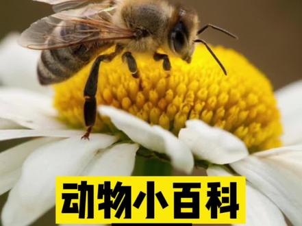 蜜蜂的特征有哪些图片 d219277efa38a27acef437febc7af248~tplv-dy-resize-origshort-autoq-75:330.jpeg?x-expires=2006186400&x-signature=Q7jfsZwZkV5khGgpdPwnAvD2TGc%3D&from=3213915784&s=PackSourceEnum_AWEME_DETAIL&se=false&sc=cover&biz_tag=pcweb_cover&l=202308010229271DF302052910983777C3