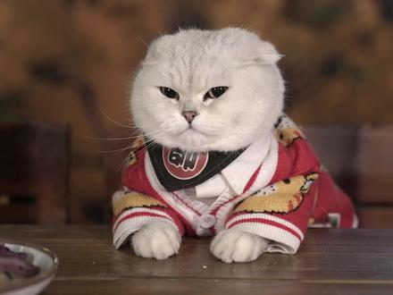 猪柳蛋:今天我站着也要把钱挣了!#萌宠出道计划 #猫里猫气