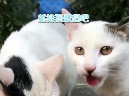 神秘的猫猫 神秘猫猫头 神秘猫猫塔罗牌 抖音 神秘的猫猫 神秘猫猫头 神秘猫猫塔罗牌 抖音