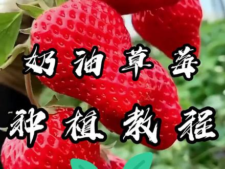 草莓是什么时候种 eaaa57d94551091f33d8b57c2961f94b~tplv-dy-resize-origshort-autoq-75:330.jpeg?x-expires=1993093200&x-signature=d70B3kTUfntBbXeSjEunVNTattY%3D&from=3213915784&s=PackSourceEnum_AWEME_DETAIL&se=false&sc=cover&biz_tag=pcweb_cover&l=202303021323452F95B80AA009B451E870