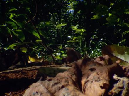 企鹅纪录片动物世界 eb2aef9e11f7a8f63f644e824d02defb~tplv-dy-resize-origshort-autoq-75:330.jpeg?x-expires=1995210000&x-signature=DFr%2FzTsAqRUkoENnPJlzC4ODcqk%3D&from=3213915784&s=PackSourceEnum_AWEME_DETAIL&se=false&sc=cover&biz_tag=pcweb_cover&l=202303270150488CD206B40D8018BB3584