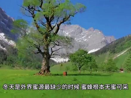 蜜蜂采蜜是什么 ebb22f00d38a0e0a8a06249c366223fa~tplv-dy-resize-origshort-autoq-75:330.jpeg?x-expires=2006157600&x-signature=di3VgheomI%2B3ImFTx8F15YToqTA%3D&from=3213915784&s=PackSourceEnum_AWEME_DETAIL&se=false&sc=cover&biz_tag=pcweb_cover&l=202307311840596DC45D0A3907E902566C
