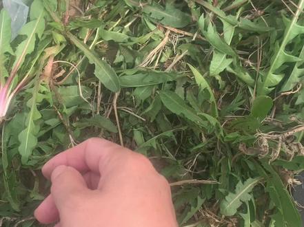 婆婆丁图片 eca24dbf2b190a71571ee9c1692aeb67~tplv-dy-resize-origshort-autoq-75:330.jpeg?x-expires=2005891200&x-signature=OvzZXl331JTj536BerRTDDgDyIE%3D&from=3213915784&s=PackSourceEnum_AWEME_DETAIL&se=false&sc=cover&biz_tag=pcweb_cover&l=2023072816315581AF0C8FD0BF9D017388