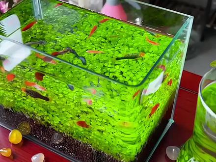 水草泥种子必须用灯光吗-抖音