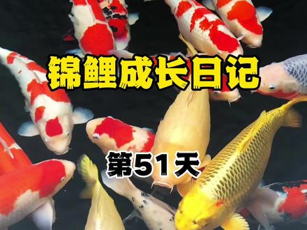 锦鲤怎么喂养长得快 锦鲤怎么喂养长得快春天 锦鲤怎么喂养长得快一点 抖音 锦鲤怎么喂养长得快 锦鲤怎么喂养长得快春天 锦鲤怎么喂养长得快一点 抖音