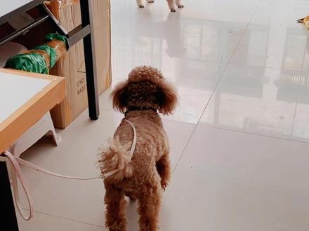 这动作真的就差开口说话了00好像网上那只喊 - 抖音