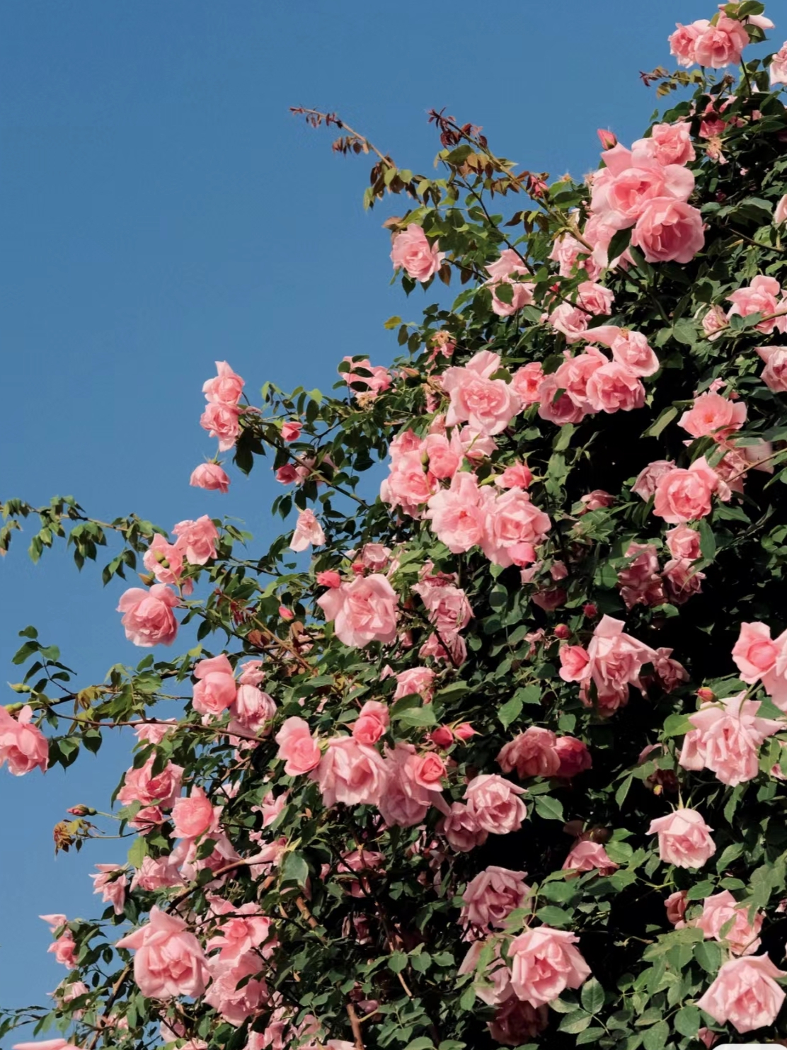 78收集了全杭州比较好看的蔷薇花地点,喜欢的朋友可以去赏花拍照了