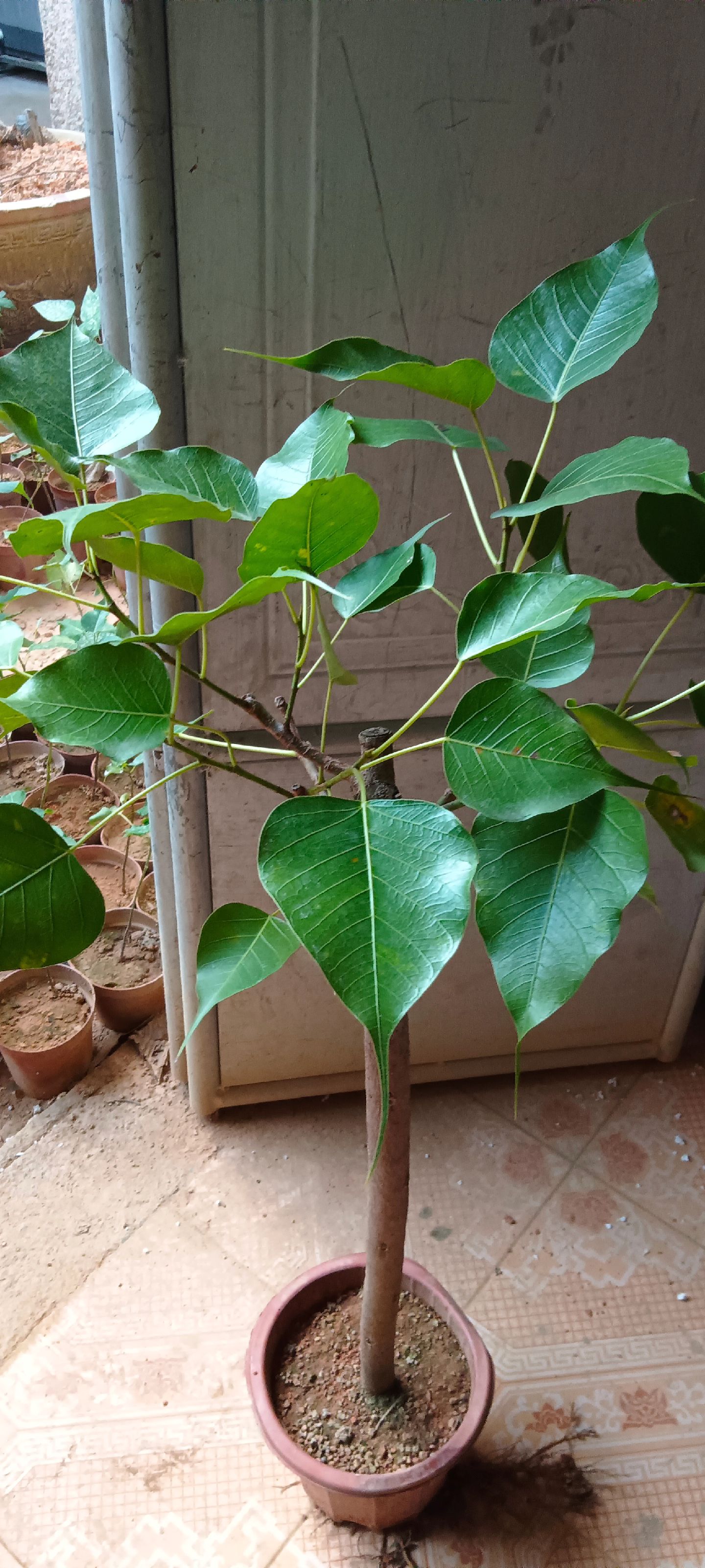广东揭阳菩提树种植基地