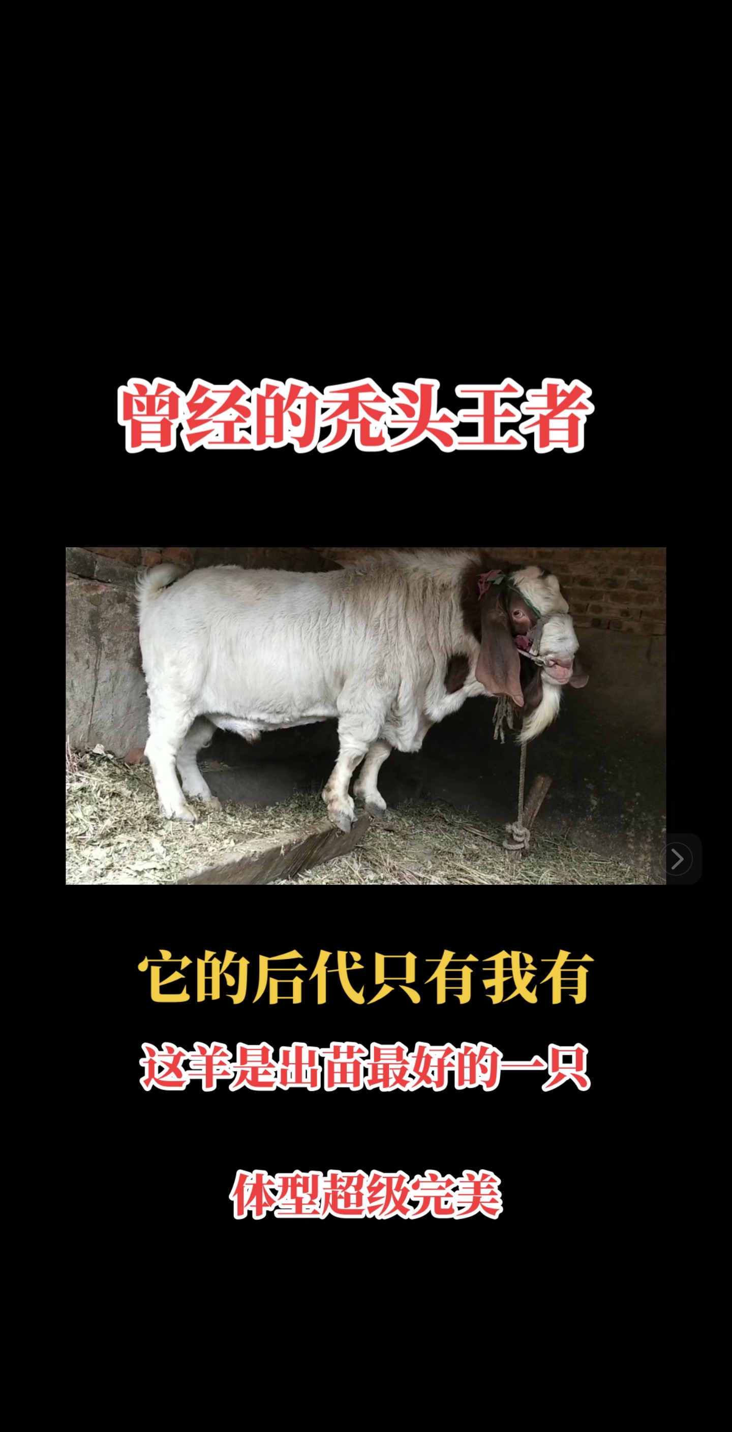 种公羊 #波尔山羊 #自繁自养 #山羊 #小山羊 孙代一个比一个好!