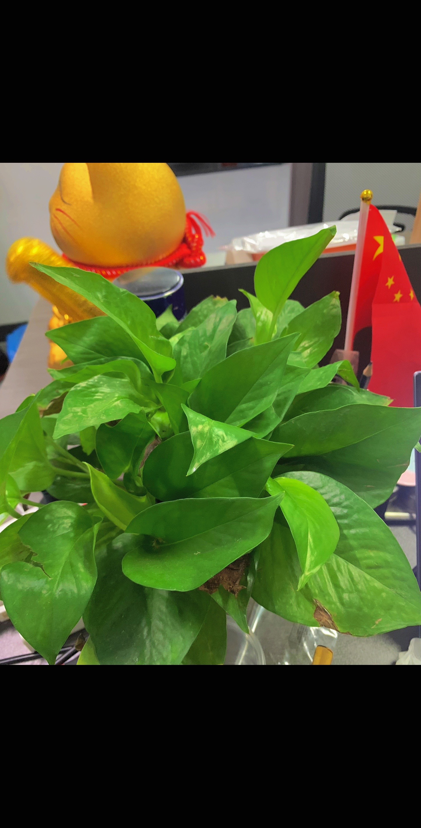 半糖青柠:养的最好的就是绿箩 心情美滋滋#生机勃勃