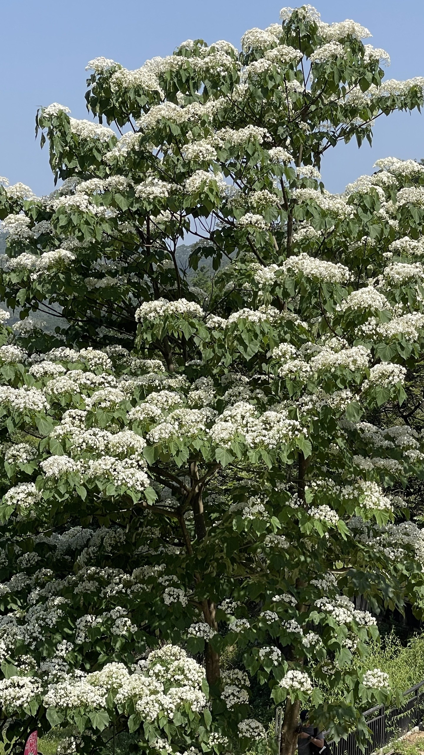 人在旅徒:广州增城二龙山油桐花节