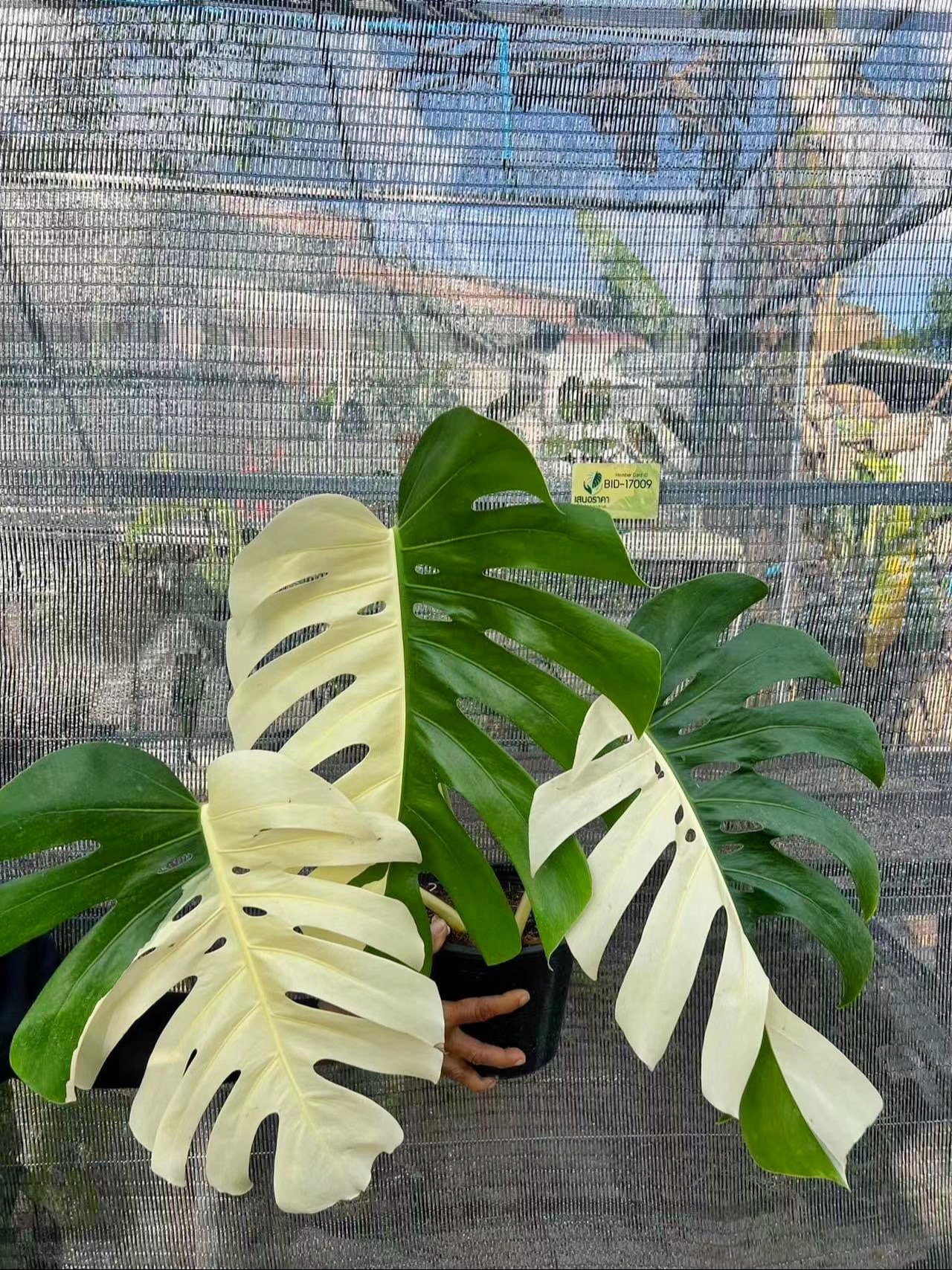 植言无隐:白锦龟背竹阴阳锦